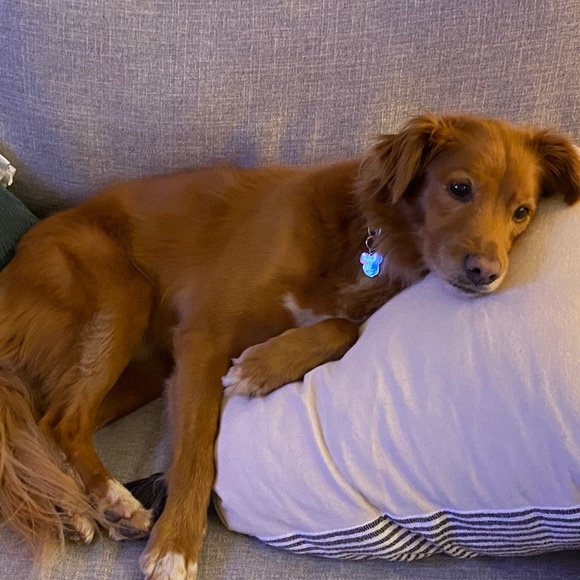 Meet your Posher, John luke - Picture 1 of 1